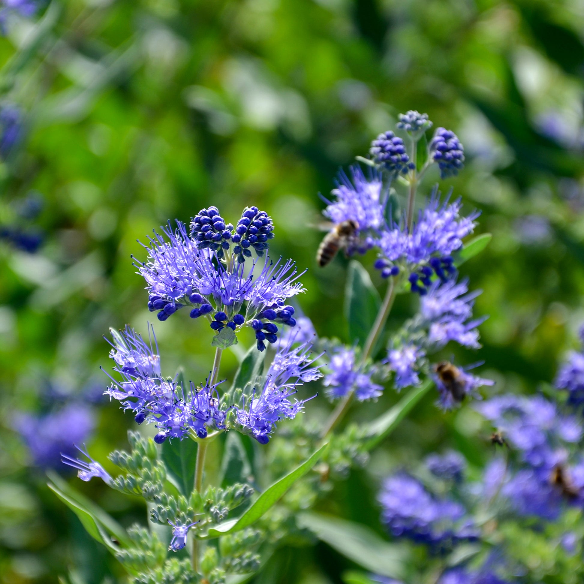 Bartblume 'Heavenly Blue' - Caryopteris clandonensis heavenly blue - Gartenpflanzen