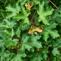 Feldahorn (x10) - Acer campestre - Bakker