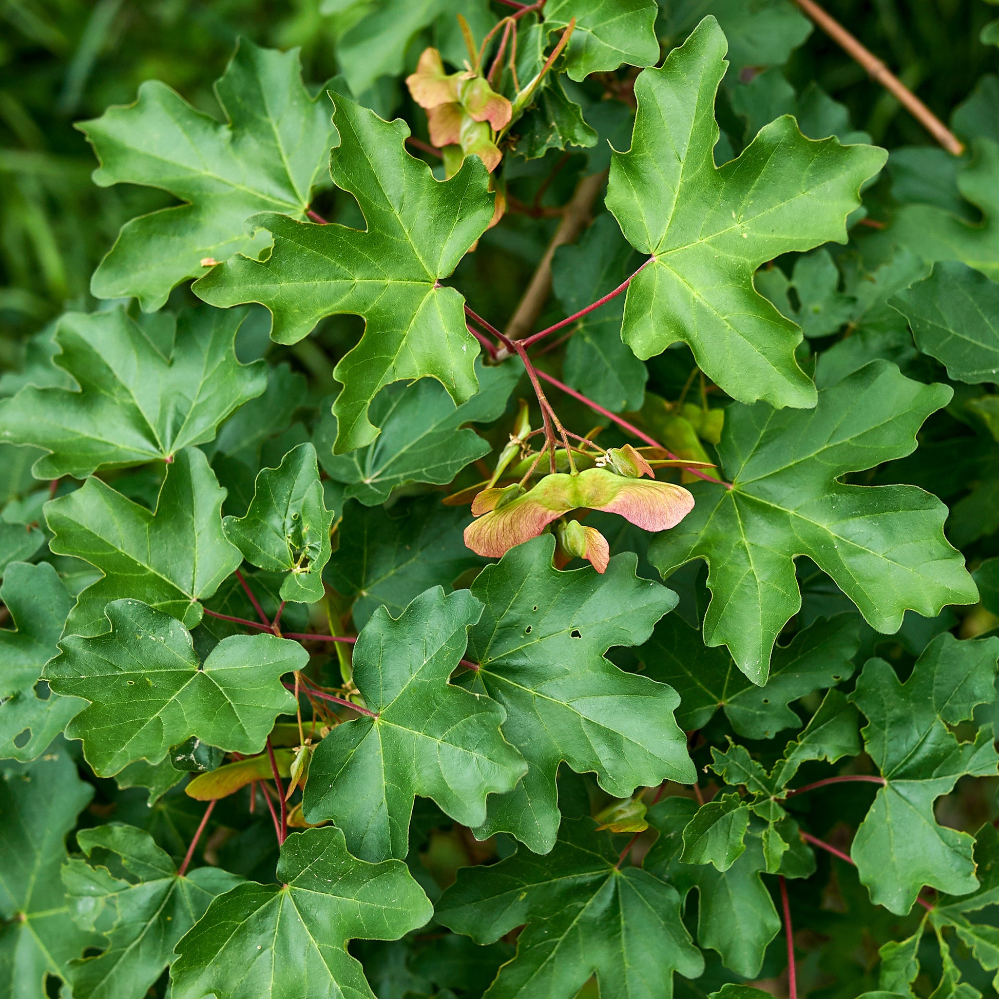 Feldahorn (x10) - Acer campestre - Bäume