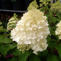 Rispenhortensie 'Silver Dollar' - Bakker