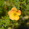 Fingerstrauch Bella Sol® - Bakker