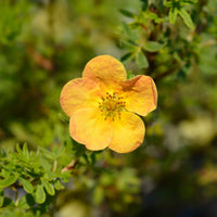 Fingerstrauch Bella Sol® - Bakker