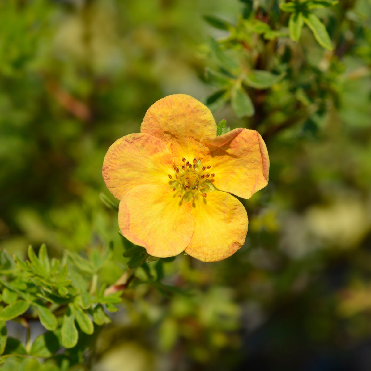 Fingerstrauch Bella Sol® - Bakker