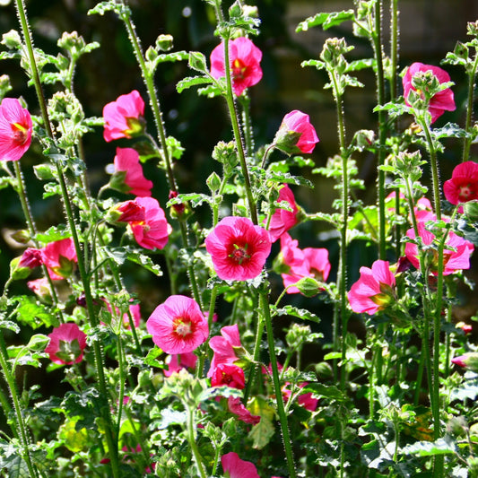 Kapmalve El Rayo - Bakker