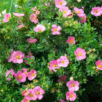 Fingerstrauch Bellissima® - Potentilla fruticosa Bellissima - Bakker
