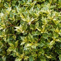 Stachelblättrige Duftblüte Goshiki Tricolor - Osmanthus heterophyllus Goshiki - Bakker