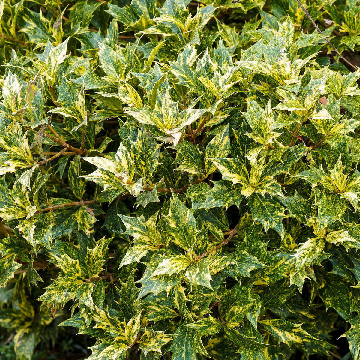 Osmanthus 'Goshiki' (buntlaubig) - Osmanthus heterophyllus Goshiki - Bakker