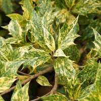Balkonblumen - Stachelblättrige Duftblüte Goshiki Tricolor - Osmanthus heterophyllus Goshiki