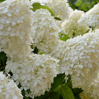 Rispenhortensien Auswahl - Hydrangea paniculata selection - Bakker