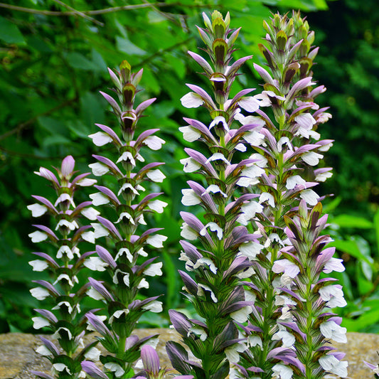 Akanthus Mornings Candle - Bakker