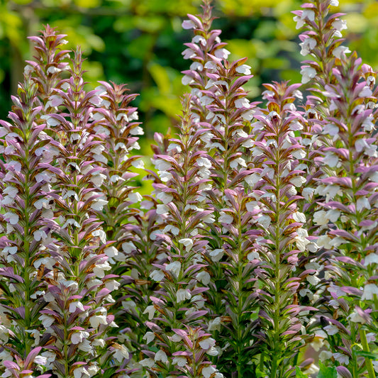 Dorniger Bärenklau - Bakker