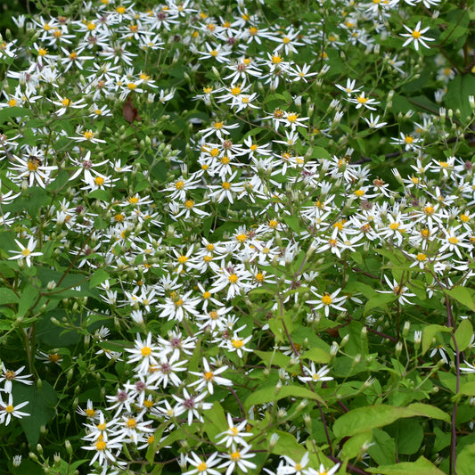 Sperrige Aster - Bakker