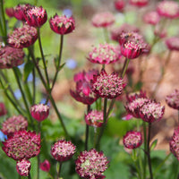 Astrantia major Moulin Rouge - Große Astrance Moulin Rouge - Astrantia