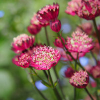 Große Astrance Moulin Rouge - Astrantia major Moulin Rouge - Bakker