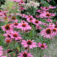Blühende Stauden - Rudbeckia Rubinstern Purpur-Echinacea - Echinacea purpurea Rubinstern