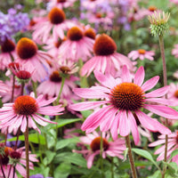 Rudbeckia Rubinstern Purpur-Echinacea - Bakker