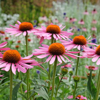 Echinacea purpurea Rubinstern - Rudbeckia Rubinstern Purpur-Echinacea - Blühende Stauden