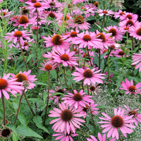 Rudbeckia Rubinstern Purpur-Echinacea - Echinacea purpurea Rubinstern - Bakker