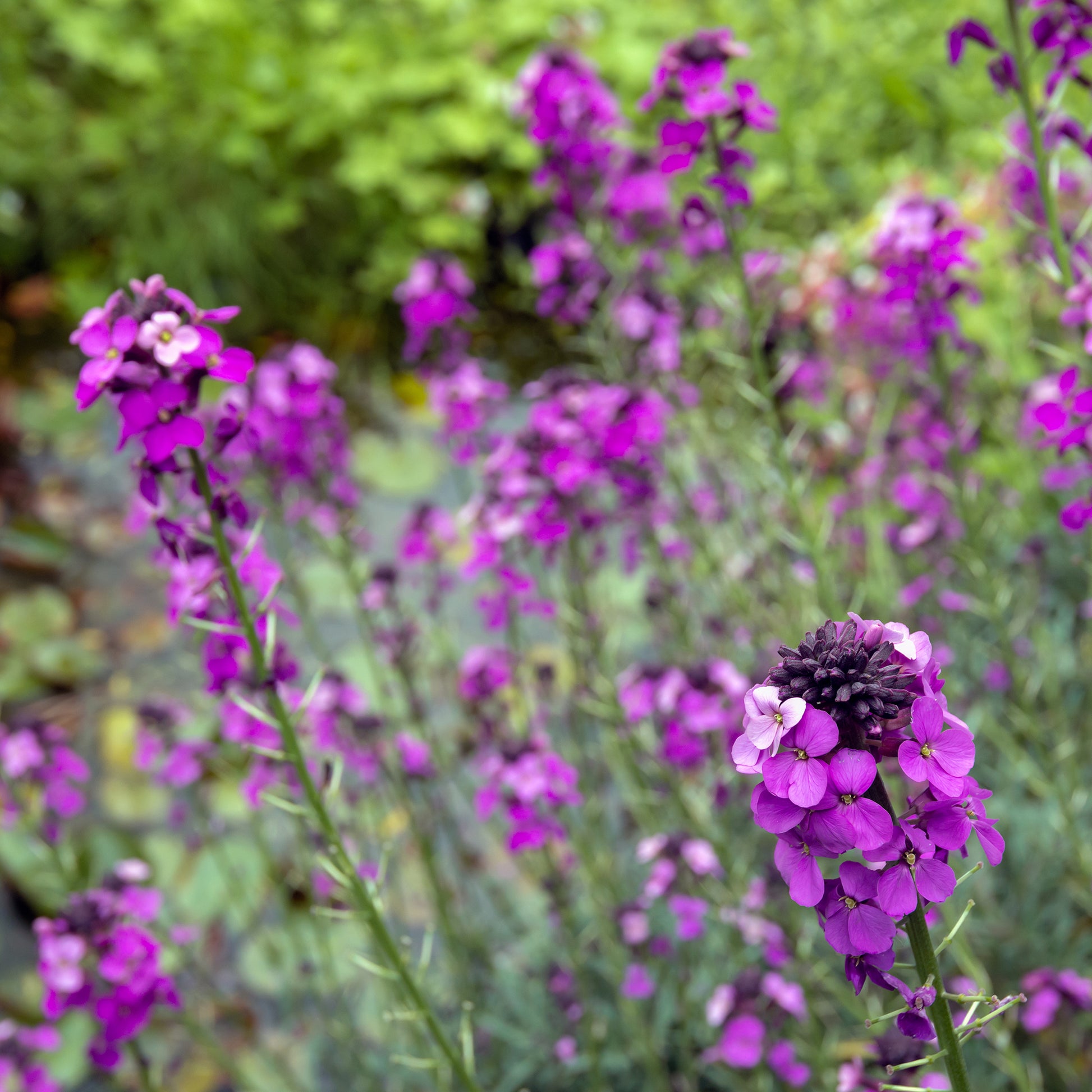 Stauden - Goldlack 'Bowles Mauve' - Erysimum linifolium Bowles Mauve