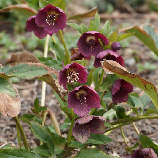 Christrose Red Hybrids