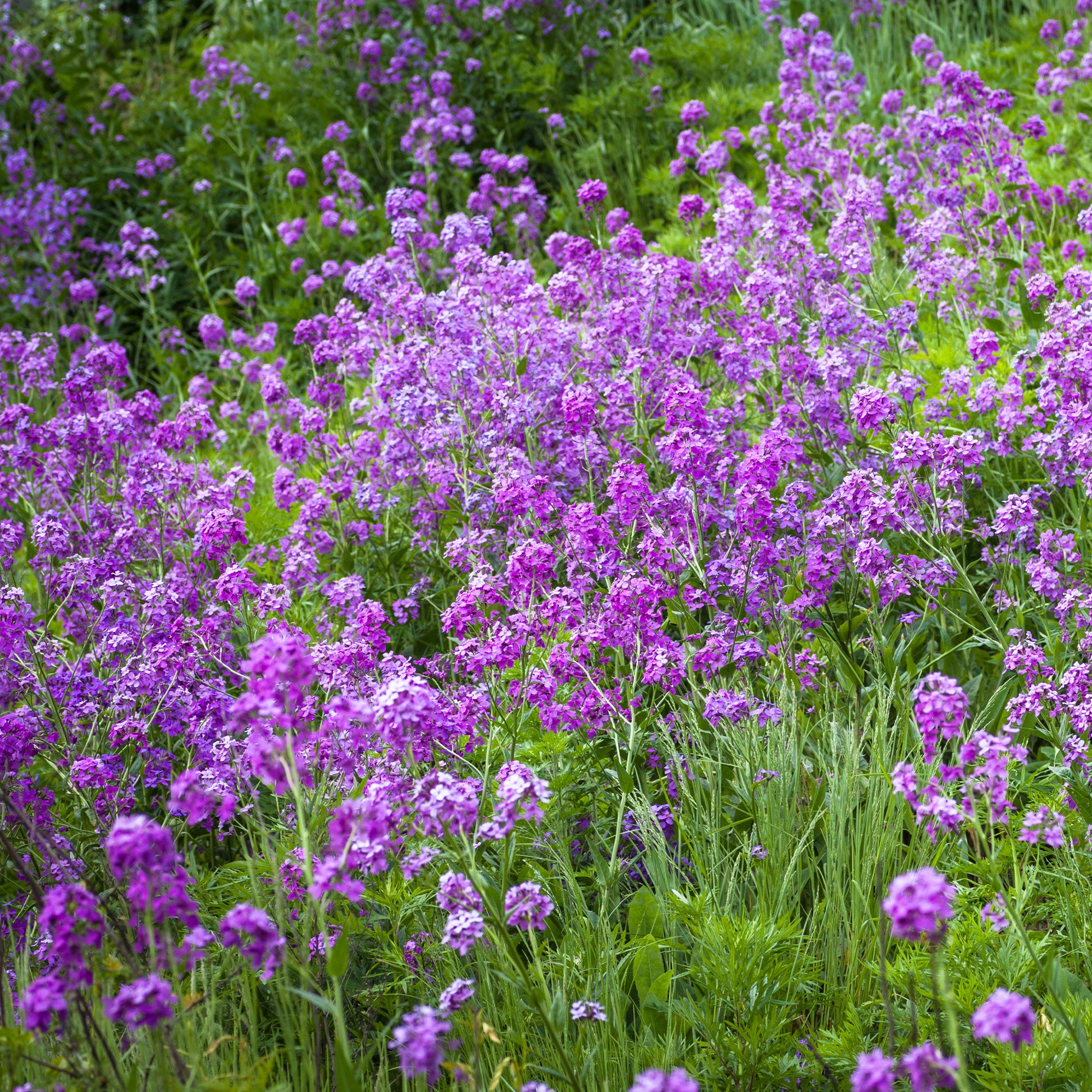 Stauden - Juliennes des Dames (Damen) (x3) - Hesperis matronalis