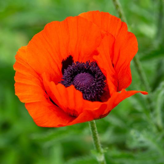 Orientalischer Mohn Brilliant (x3)