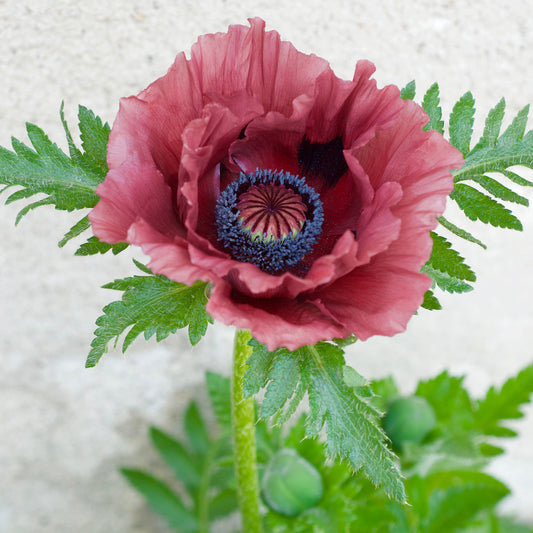 Orientalischer Mohn Pattys Plum