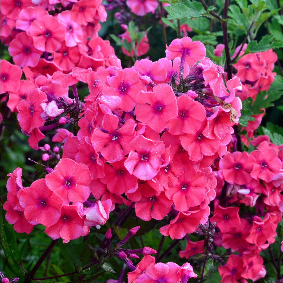 Phlox paniculata Starfire - Hohe Flammenblume 'Starfire' - Phlox