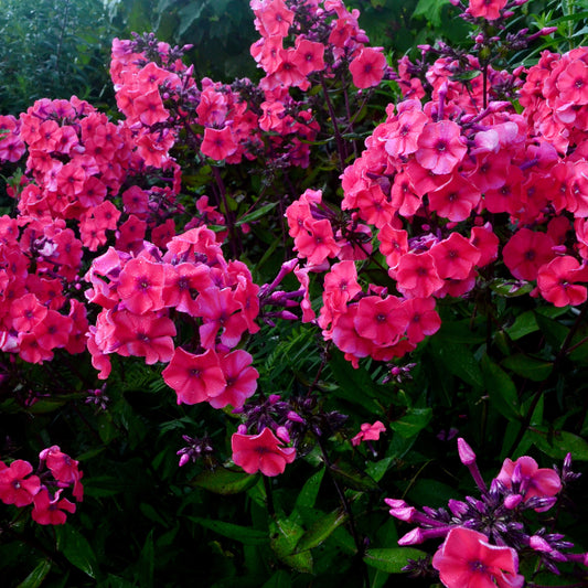 Phlox paniculata Starfire (x3)