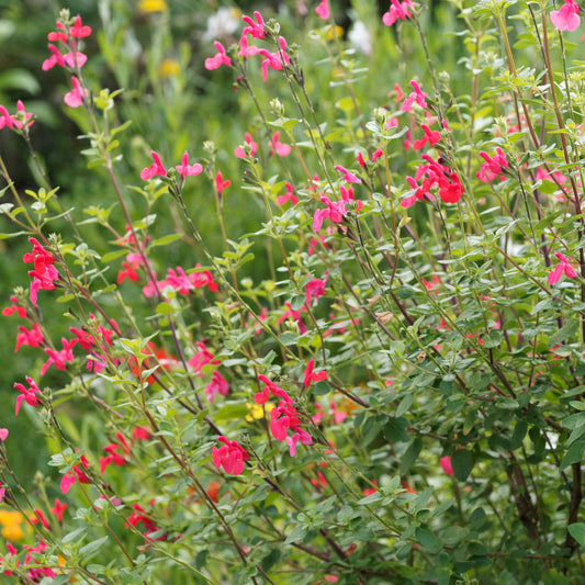 Johannisbeer-Salbei Grahamii - Salvia microphylla (grahamii) - Gartenpflanzen