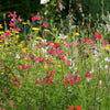 Salbei Pink Beauty - Bakker