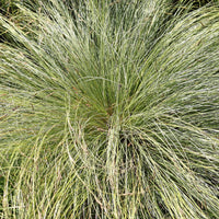 Segge 'Frosted Curls' - Carex comans frosted curls - Bakker