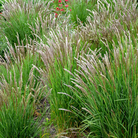 Bewimperte Melika - Bakker