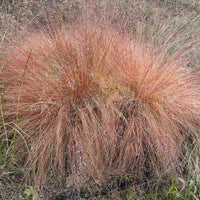 Sporobolus heterolepis Sporobolus mit ungleichen Hüllspelzen - Sporobolus heterolepis - Bakker