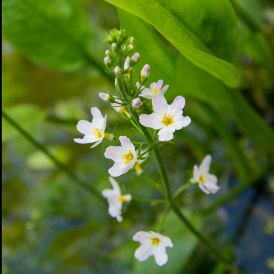 Gewöhnlicher Froschlöffel - Alisma plantago-aquatica