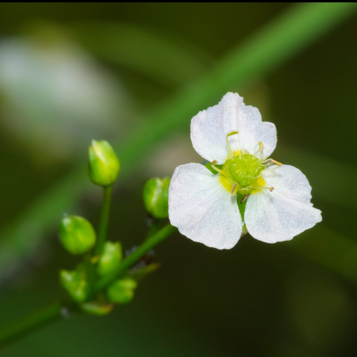 Nackte Wurzeln - Gewöhnlicher Froschlöffel - Alisma plantago-aquatica