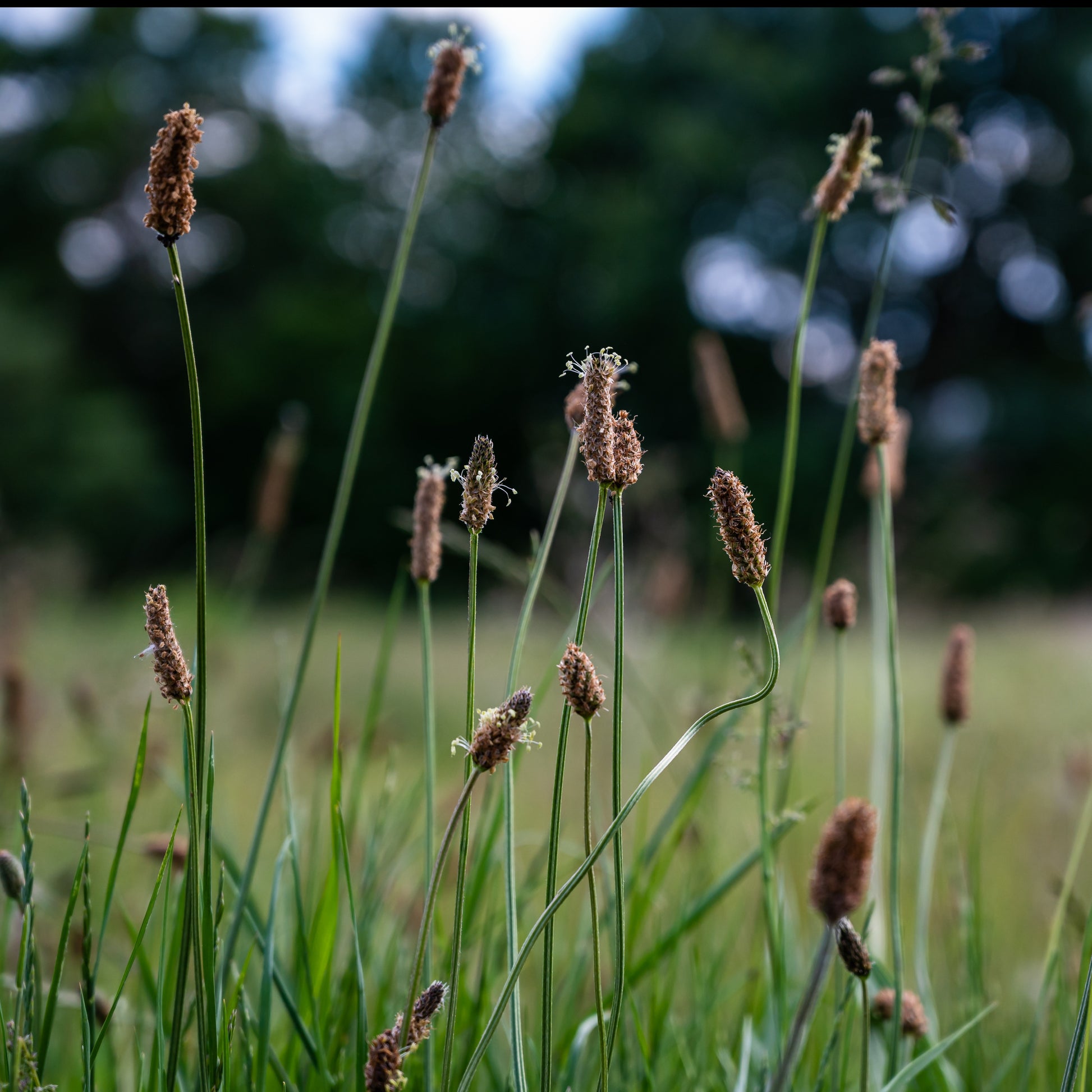 Eleocharis palustris - Gewöhnliche Sumpfbinse - Uferpflanzen