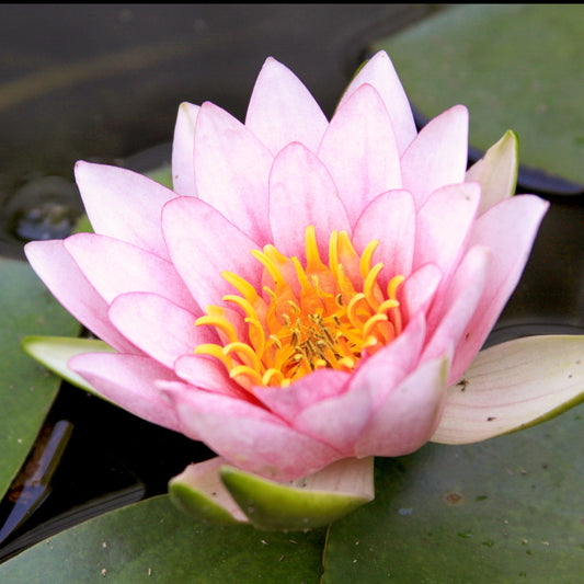 Seerose Fabiola - Bakker