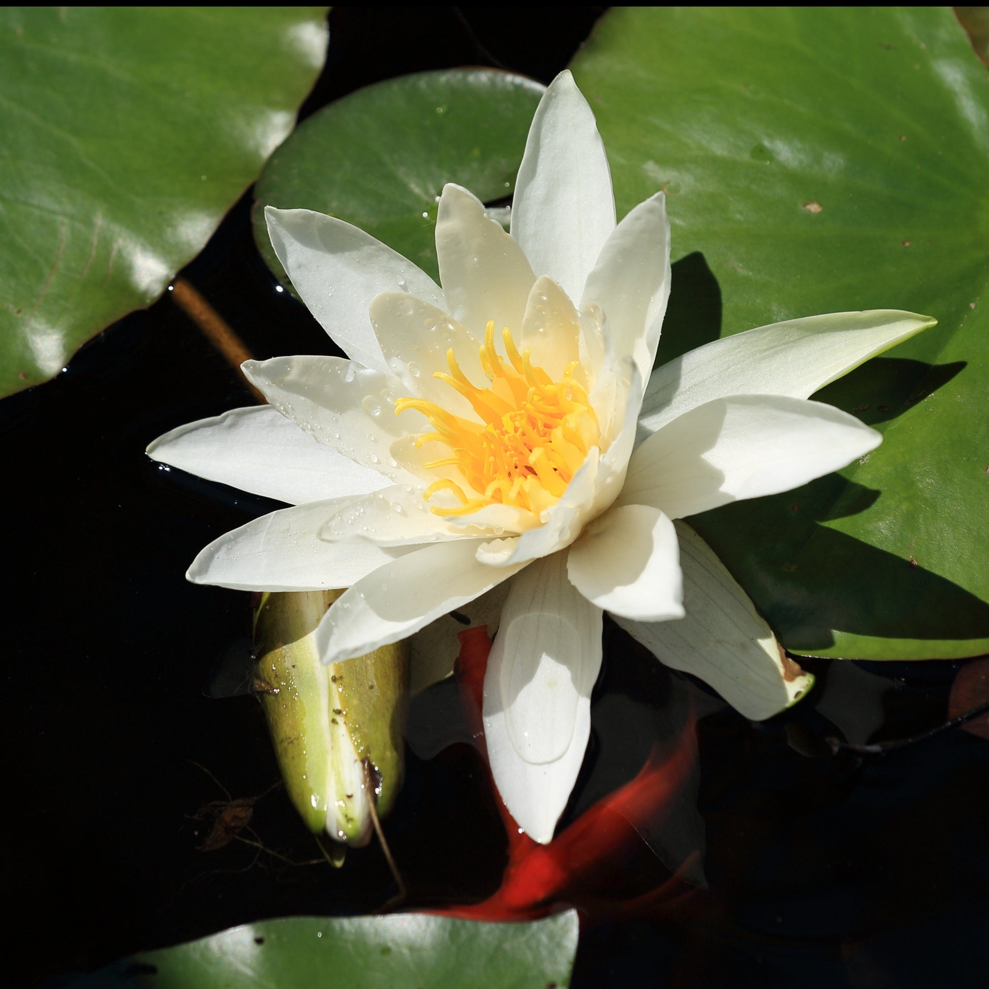 Nymphaea gladstoniana - Seerose Gladstoniana - Seerosen