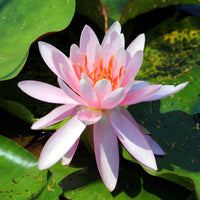 Seerose Laydekeri Purpurata - Bakker