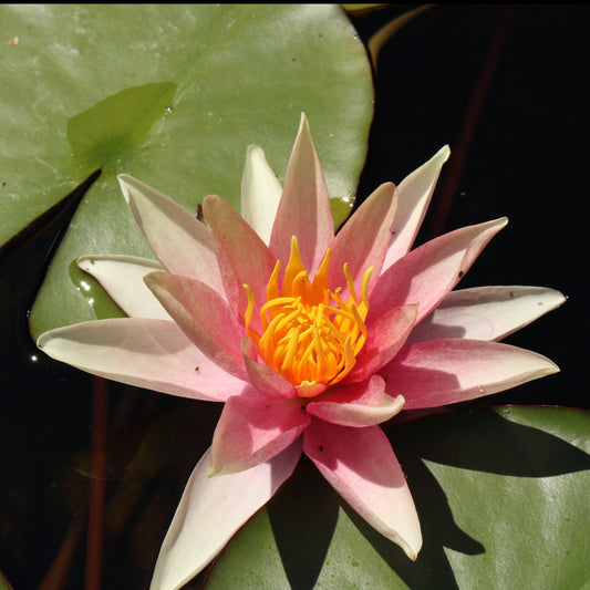 Seerose Sioux - Bakker