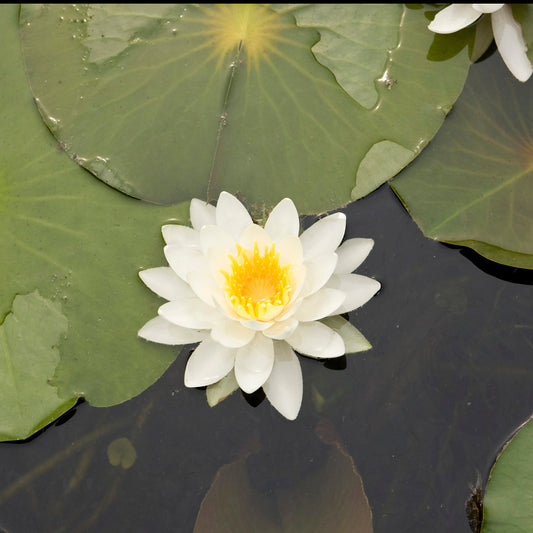 Seerose Tetragona - Bakker