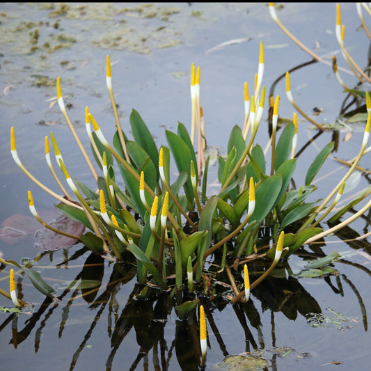 Amerikanische Cryptocoryne Wasserorgel Kerzenpflanze - Orontium aquaticum - Teichpflanzen