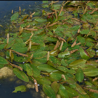 Schwimmendes Laichkraut - Potamogeton natans - Teichpflanzen