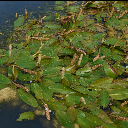 Schwimmendes Laichkraut - Potamogeton natans - Teichpflanzen