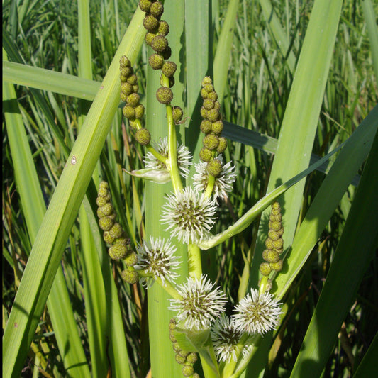 Wasserbändchen Aufgerichtetes Sparganier Aufgerichtetes Ribbonier - Bakker
