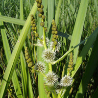 Igelkolben - Sparganium erectum - Bakker