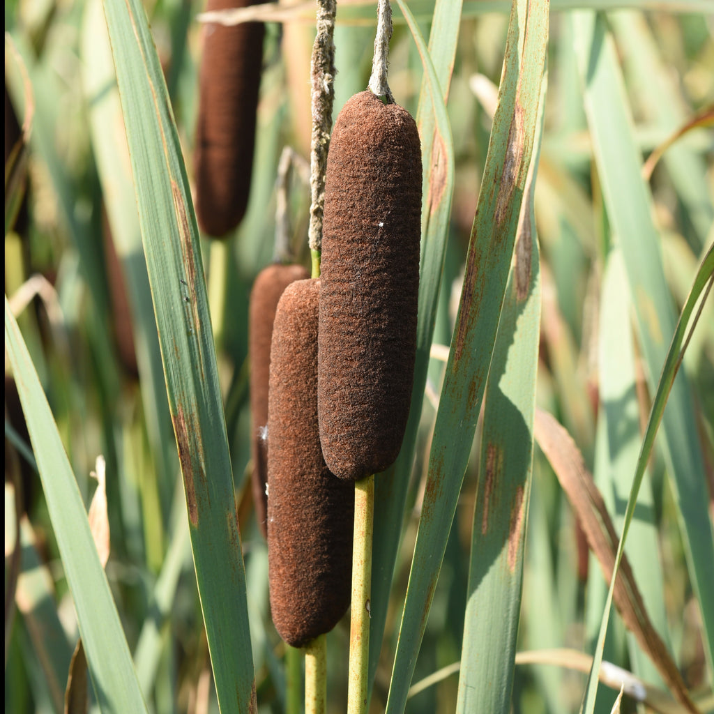 Laxmanns Rohrkolben - Typha laxmannii