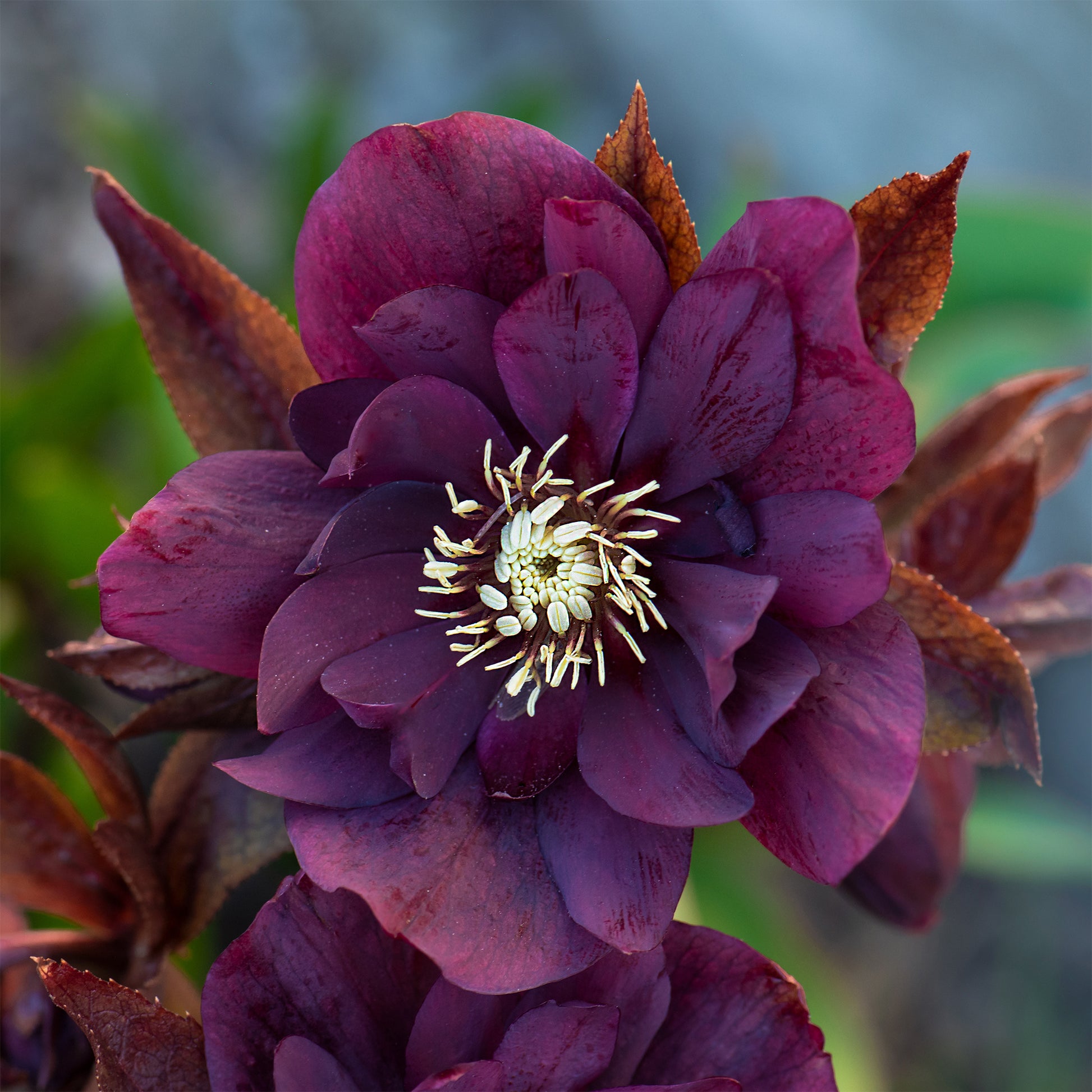 Helleborus double ellen purple - gefüllte violette Helleborus Ellen (x2) - Christrose - Helleborus