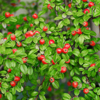 Verkauf Zwergmispel 'Coral Beauty'